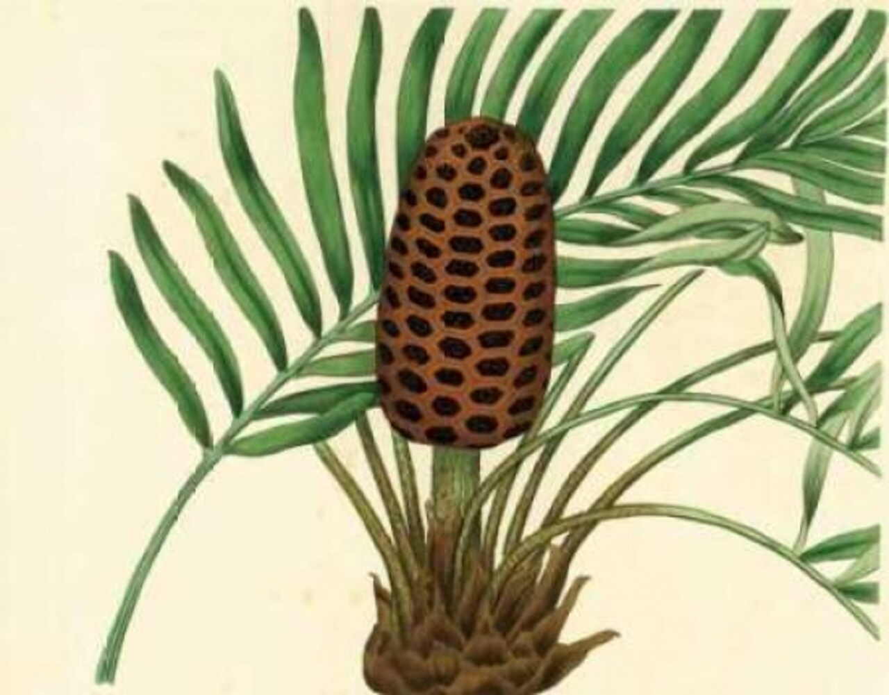 Palmetto III Poster Print by Zachary Alexander - Item # VARPDXCC3022